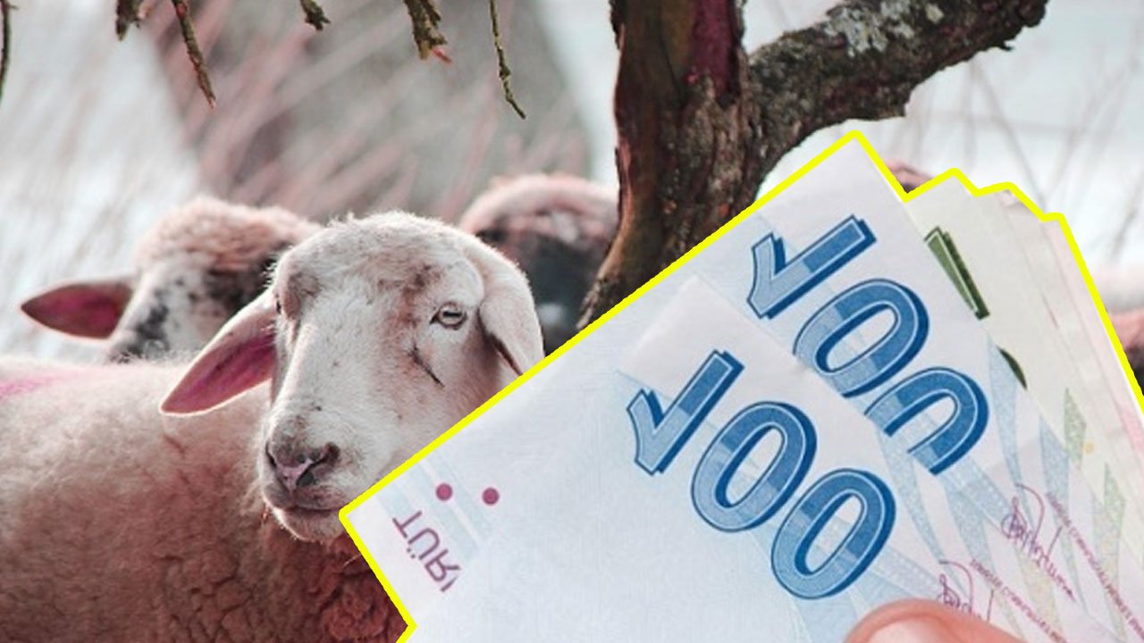 Bakanlıktan küçükbaş hayvancılık için büyük destek! İşte başvuru şartları