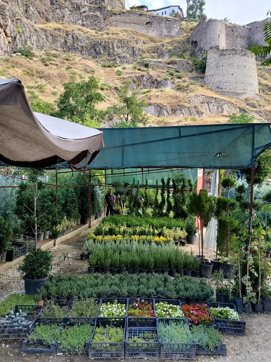Bentderesi Fidan Peyzaj Yaprak Güzeli (3)