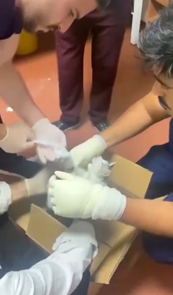Kedi-6