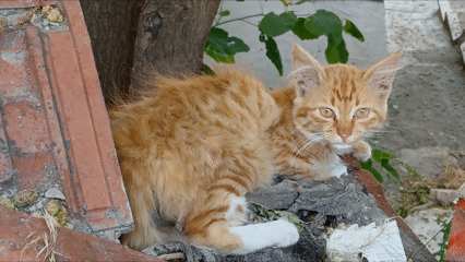 Kedi Yaruları Yaz Sıcağında Ulucanlar Ankara (1)
