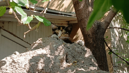 Kedi Yaruları Yaz Sıcağında Ulucanlar Ankara (2)