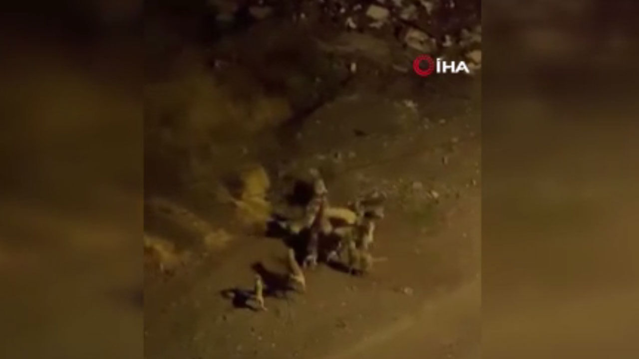 Köpek Sorunu