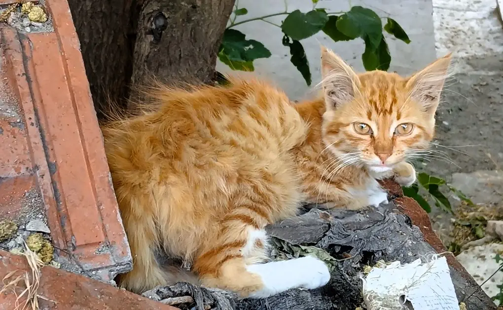 Yaz Sıcağında Kedi Yavrusu Ulucanlar