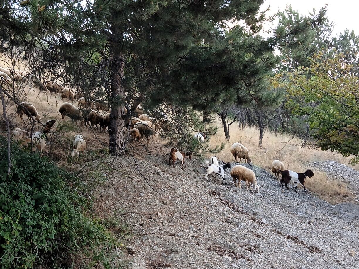 Akşemsettin Mahallesi Mamak Koyun Keçi Sürüsü (2)