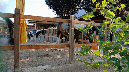 Çankaya Binicilik Kulübü Pony Park Uğur Mumcu Parkı Çukurambar (1)