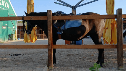 Çankaya Binicilik Kulübü Pony Park Uğur Mumcu Parkı Çukurambar (2)