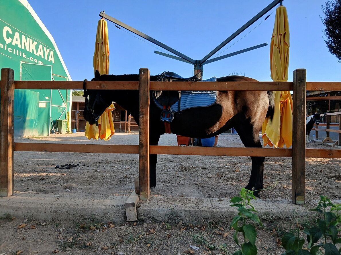 Çankaya Binicilik Kulübü Pony Park Uğur Mumcu Parkı Çukurambar (6)