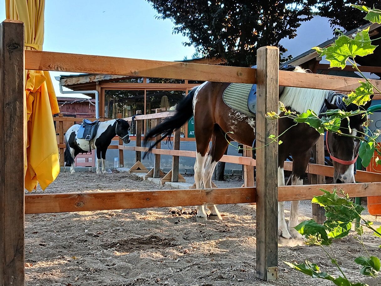 Çankaya Binicilik Kulübü Pony Park Uğur Mumcu Parkı Çukurambar (7)
