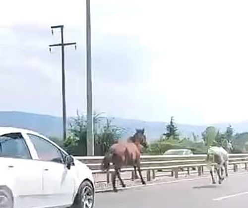 İşte Gerçek Beygir Gücü! İki At Trafikte Araçlarla Adeta Yarıştı