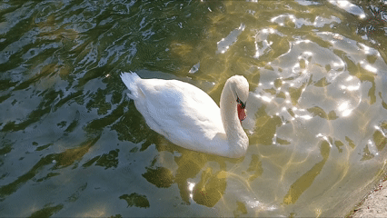Kuğu Kuğulupark Tunalıhilmi Gölet Swan (1)