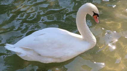 Kuğu Kuğulupark Tunalıhilmi Gölet Swan (2)