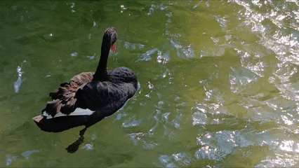 Kuğu Kuğulupark Tunalıhilmi Gölet Swan (3)