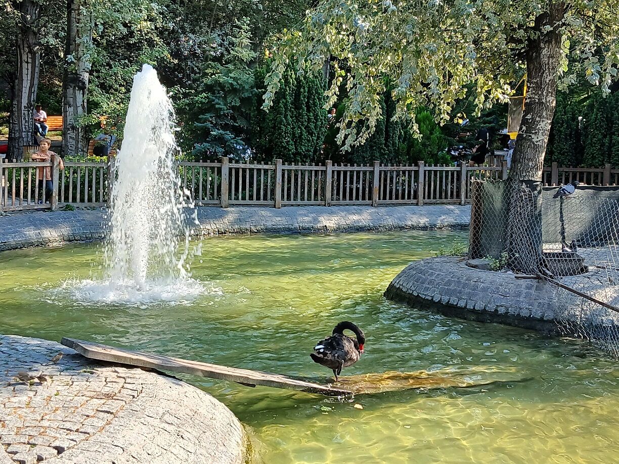 Kuğulupark Tunalıhilmi Siyah Beyaz Kuğular Gölet Swan (1)