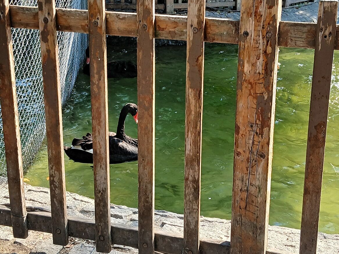 Kuğulupark Tunalıhilmi Siyah Beyaz Kuğular Gölet Swan (2)