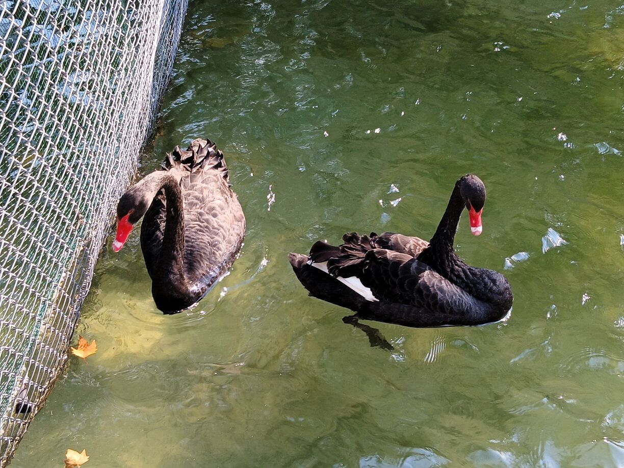 Kuğulupark Tunalıhilmi Siyah Beyaz Kuğular Gölet Swan (3)