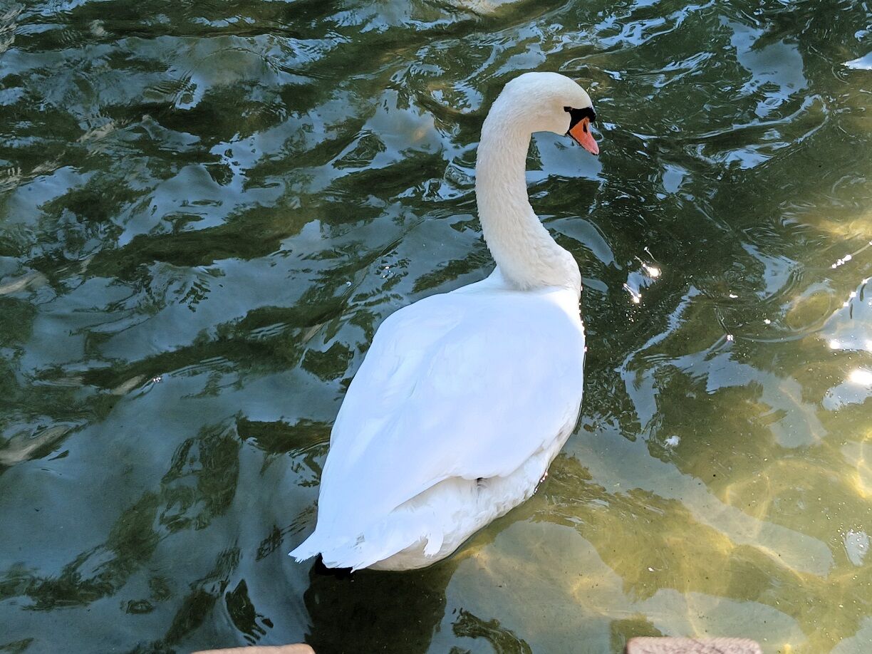 Kuğulupark Tunalıhilmi Siyah Beyaz Kuğular Gölet Swan (4)