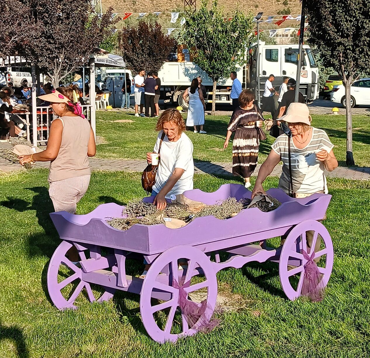 Mamak Belediyesi Gökçeyurt Lavanta Hasat Şenliği Festival (6)