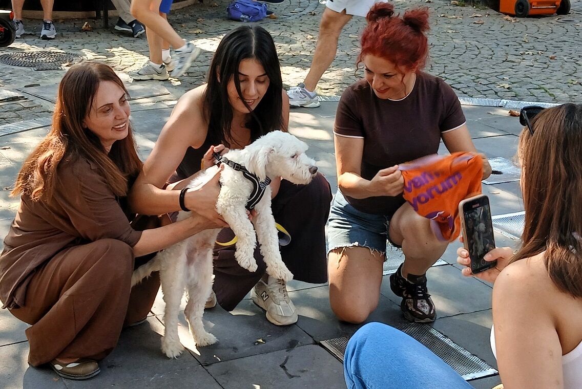 Pati Vista Yuvamı Arıyorum Köpek Sahiplendirme Kuğulupark (2)