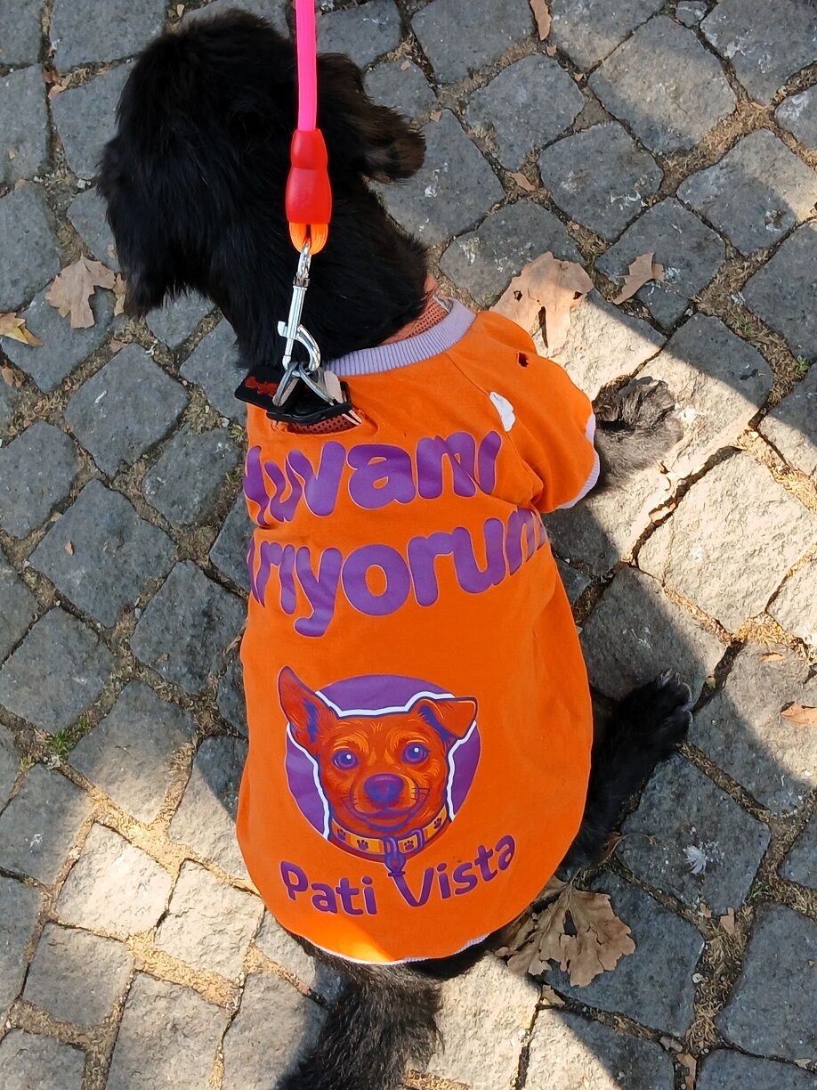 Pati Vista Yuvamı Arıyorum Köpek Sahiplendirme Kuğulupark (4)