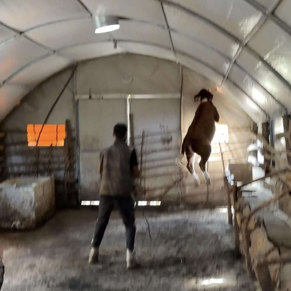 Kamyona yüklenmek istemeyen dana ahırı birbirine kattı! Besicilerin diyalogları gülümsetti