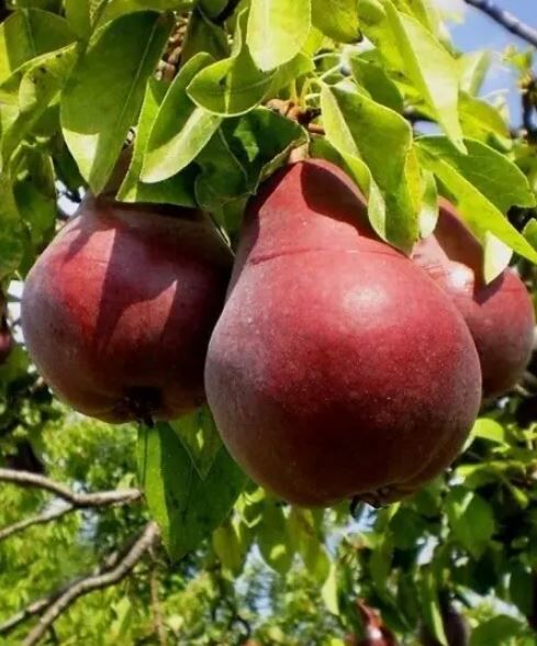 Ankara Armudu Çubuk