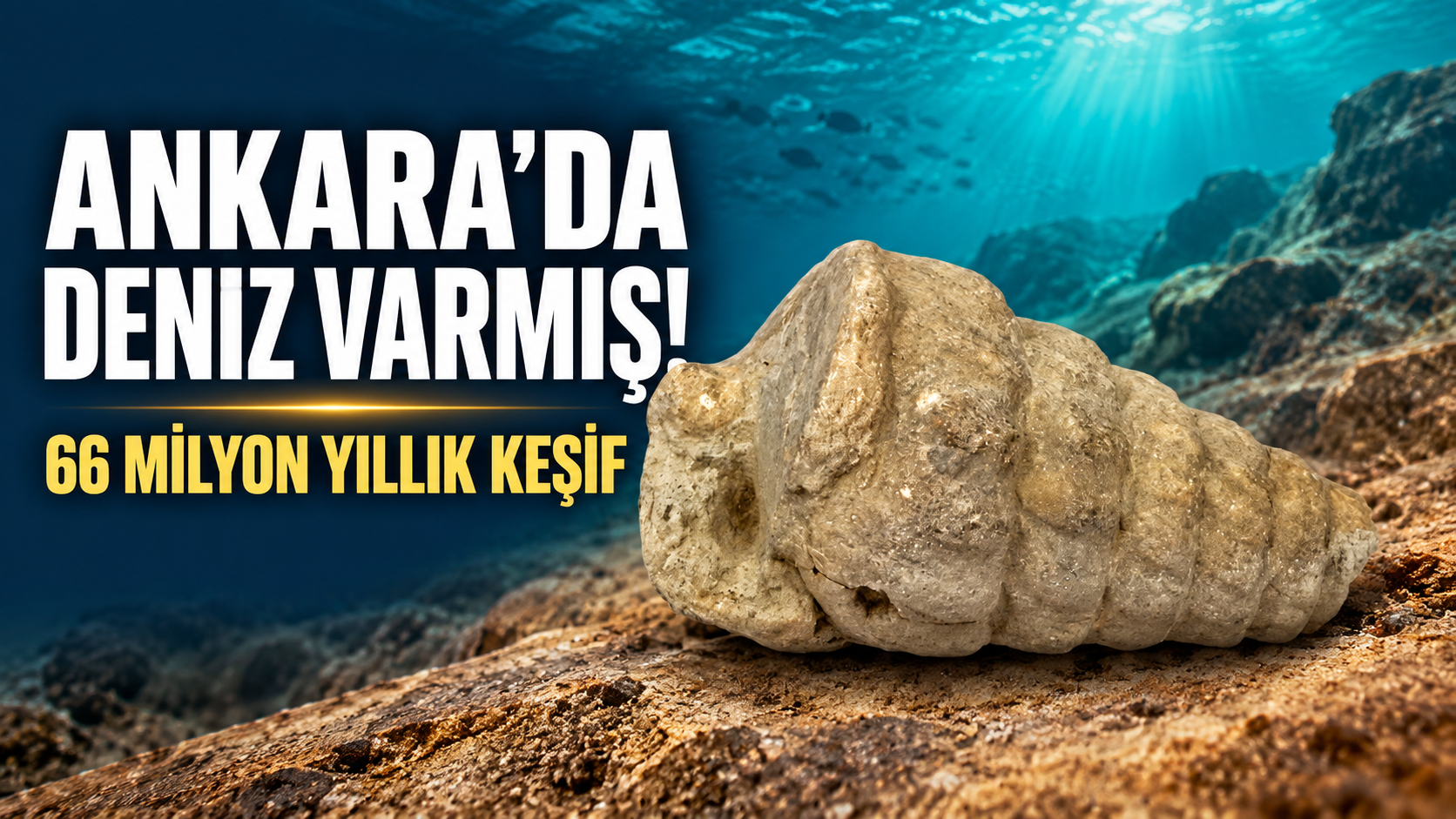 Ankara'da deniz varmış: 66 milyon yıllık deniz canlısı fosili bulundu!