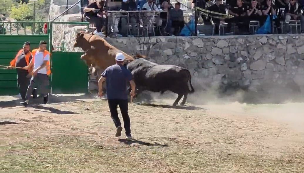 Rakibinden Kaçan 600 Kiloluk Boğa, Yaptığı Hareketle Herkesi Şaşkına Çevirdi