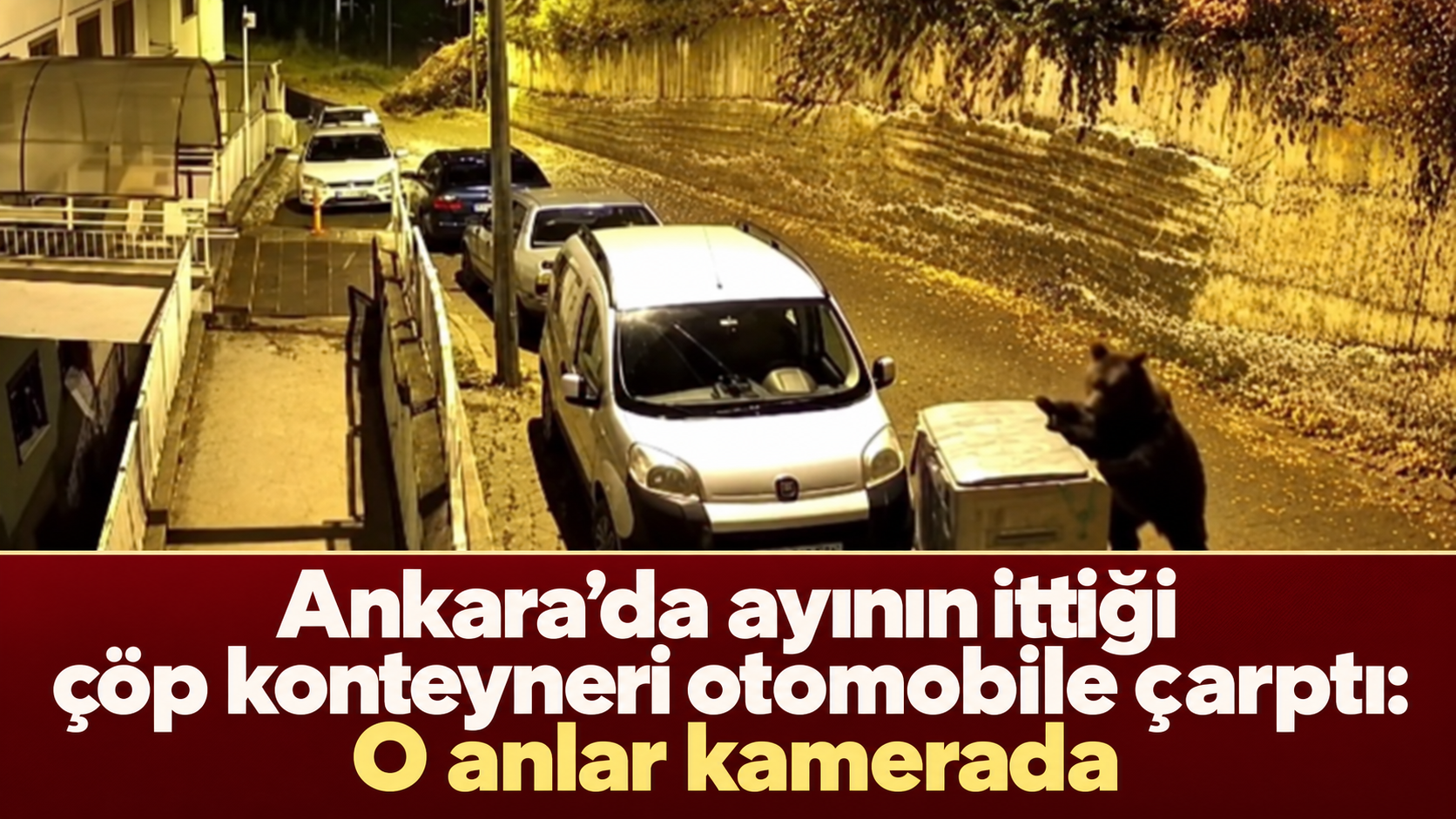 Ankara’da ayının ittiği çöp konteyneri otomobile çarptı: O anlar kamerada