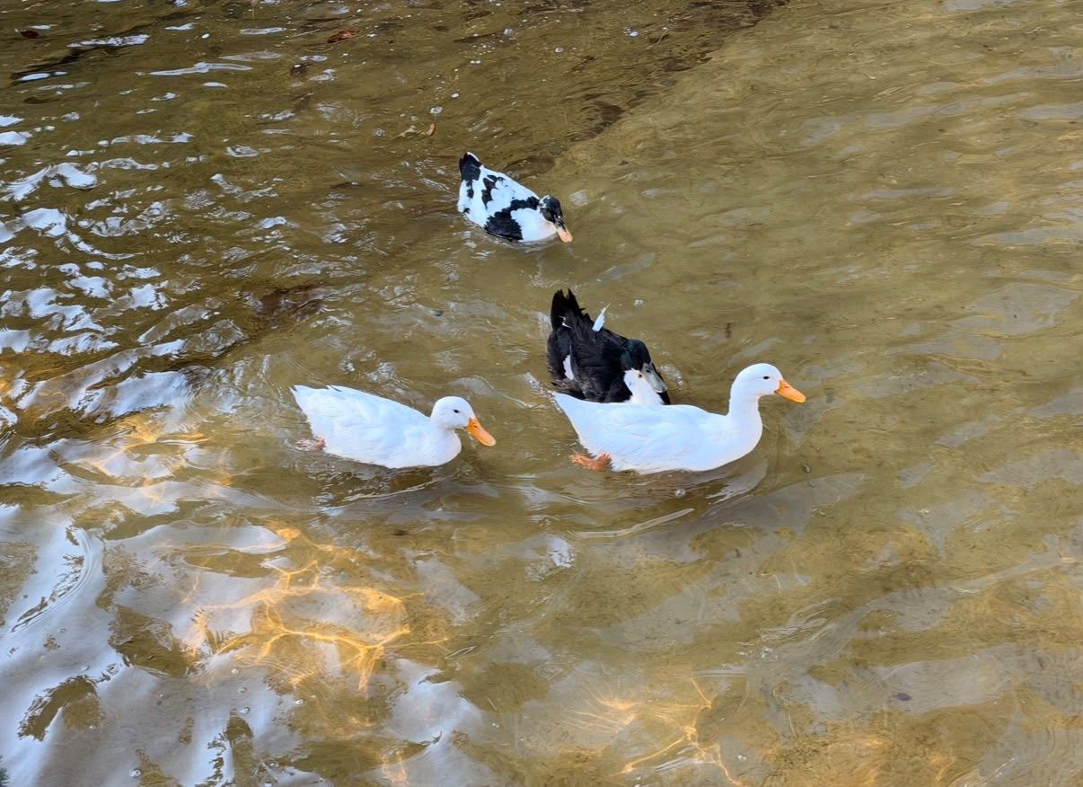 Keçiören Muhsin Yazıcıoğlu Parkı Ankara (4)