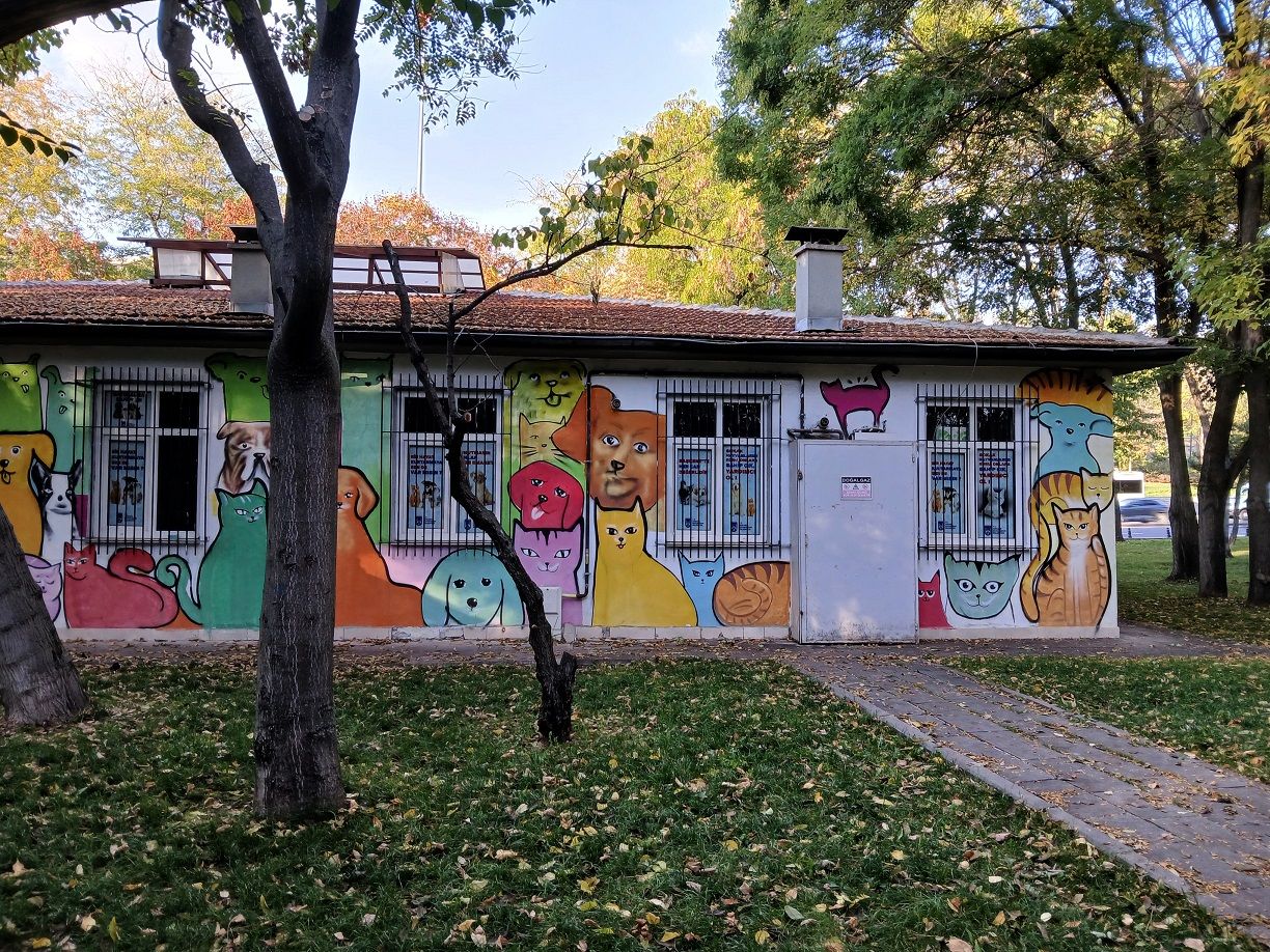 Kurtuluş Sokak Hayvanları Sağlık Merkezi Abb Ankara (1)