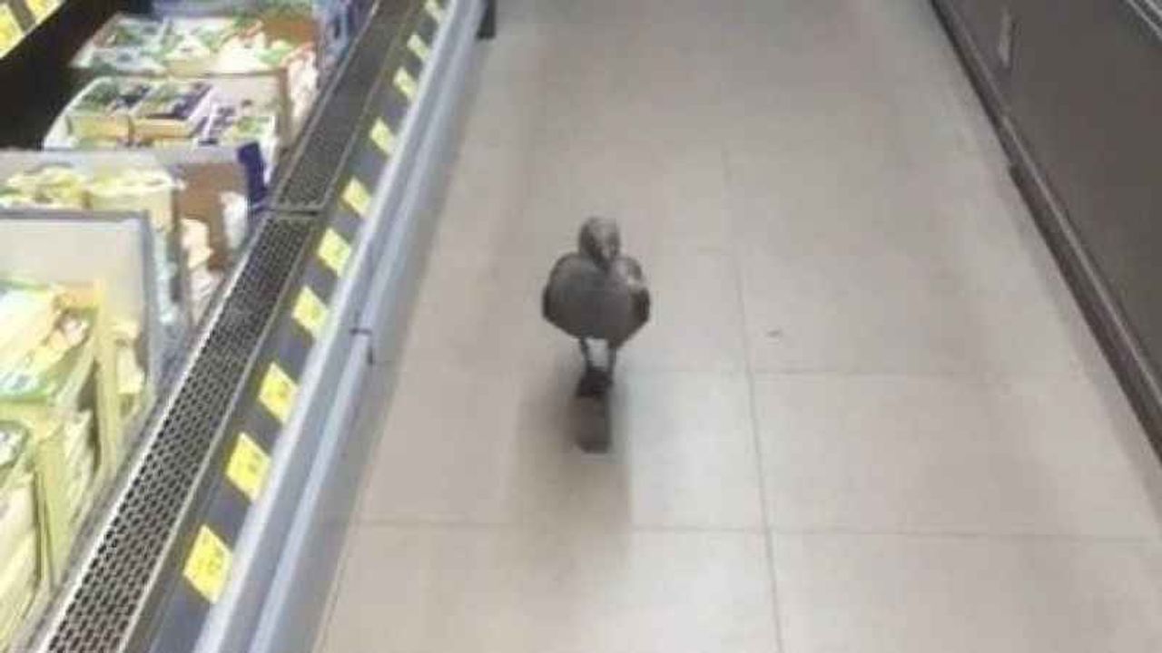 Markette davetsiz misafir vatandaşları gülümsetti