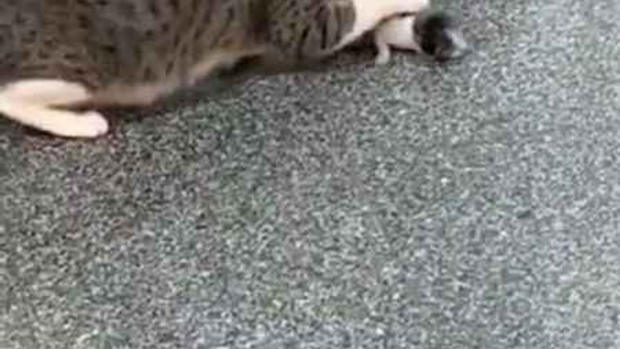 O anlar cep telefonlarına yansıdı: Anne kedi yavrusunu acil servise getirdi