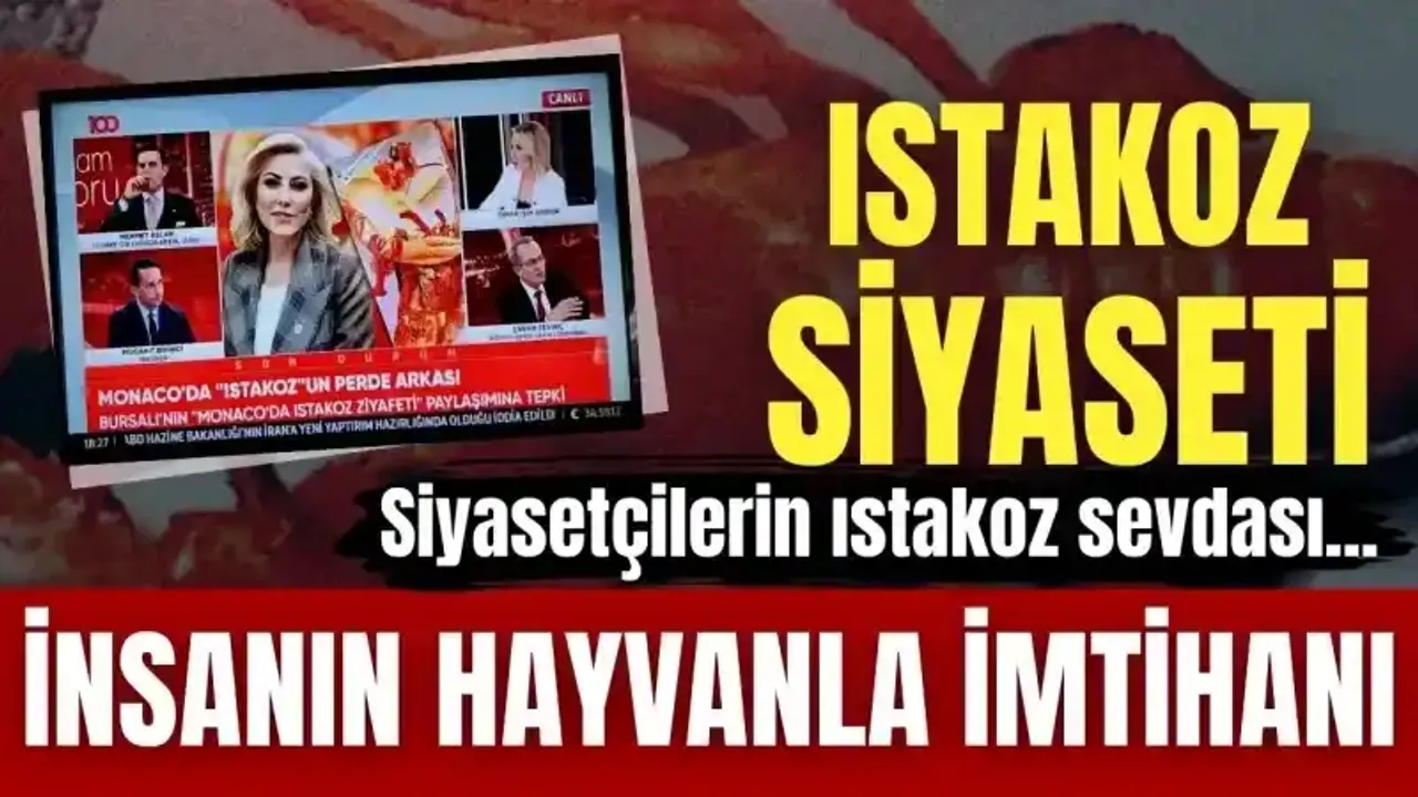 Istakoz siyaseti… İnsanın hayvanla imtihanı