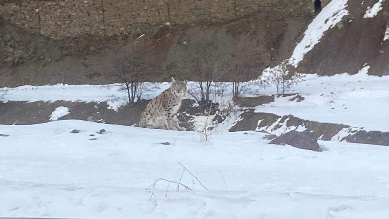 Kırmızı listedeki vaşak Elazığ’da yakalandı