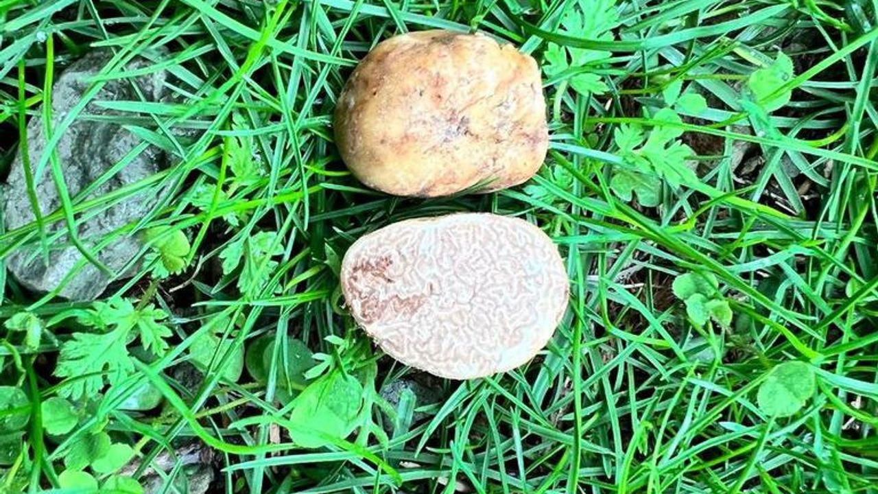 Ankara Üniversitesi’nden Yapay zekâ destekli trüf mantar projesi