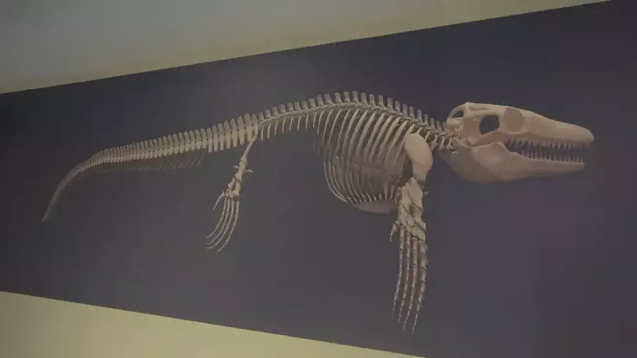 Kastamonu’da “denizlerin dinozoru” bulundu: Asya kıtasındaki tek Mosasaurus keşfi