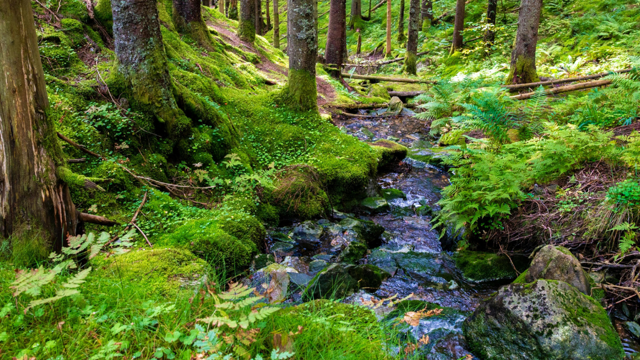 Balıkesir'de mucize gibi olay: 20 yıldır kuru olan pınar depremin ardından akmaya başladı!