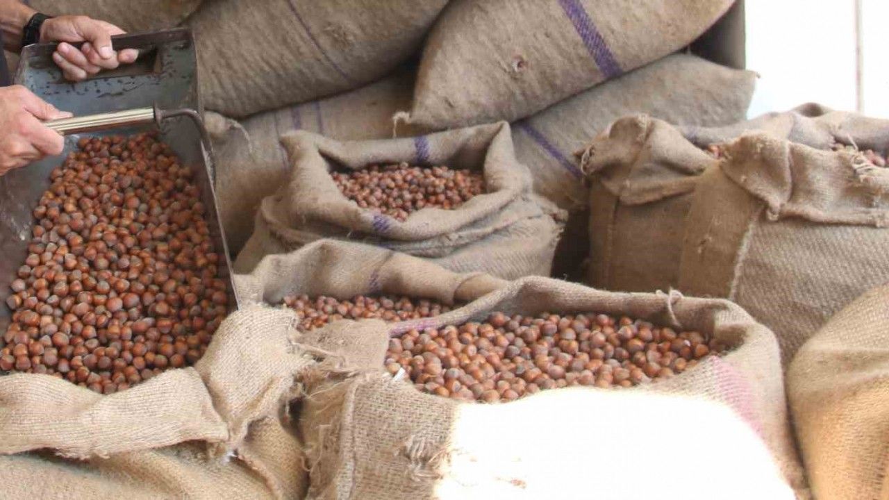 Fındıkçıların hayali seneye kaldı