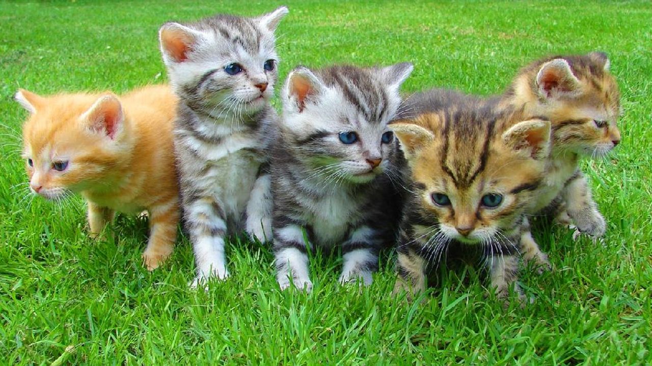 Isparta’da “büyü için kedi pati ve kuyruğu kesiliyor” iddiasına valilikten yanıt!