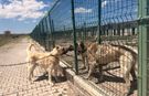 Gazeteciler Sivas’ta Kangal köpeklerinin izini sürdü