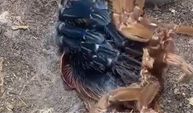 Tarantulanın deri değiştirme videosu viral oldu
