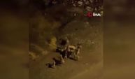 Ankara’da köpeklerin kavgası kamerada!