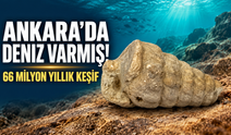 Ankara'da deniz varmış: 66 milyon yıllık deniz canlısı fosili bulundu!