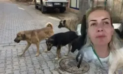 Ankara İl Tarım ve Orman Müdürlüğü açıkladı: Ankara’ya götürülen köpekler hasta!