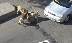 Başıboş köpekler kavga etti, vatandaşlar ayırdı!