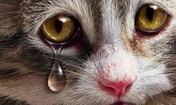 Rüyada ağlayan kedi görmek ne anlama geliyor?