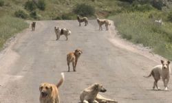 Bir sokak köpeğ dehşeti daha! Bir belde karantinaya alındı!