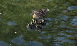 Kuğulu Park'ta minik ördekler suyla buluştu