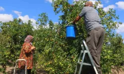 Güdül'de hünnap hasadı başladı