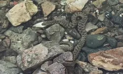 Su içeyim derken dehşeti yaşadı! Talihsiz adamı engerek yılanı soktu